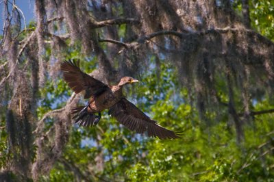 Cormorants and Limpkins