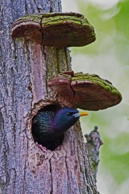 European Starling Nesting in a Tree