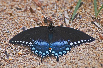 Butterfly at Leesylvania