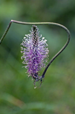 Alpine flora