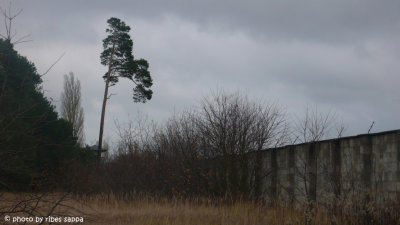 Alberi parlanti di Sachsenhausen - 43