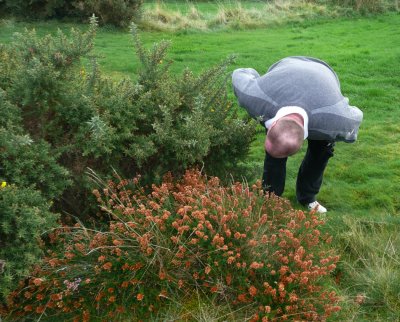 and MAINLY more gorse .