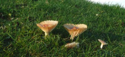 Fungi by the 7th green.