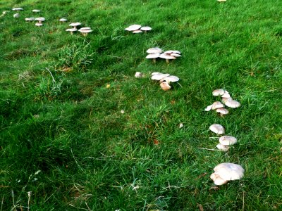 Fungi by the first green.