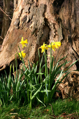 Daffodils At St Deiniol.