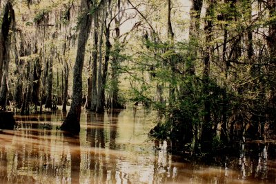 Louisiana bayou