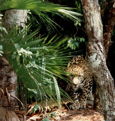 jaguar, Belize (British Honduras)