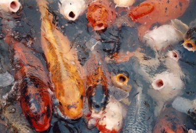 Koi, Argentina