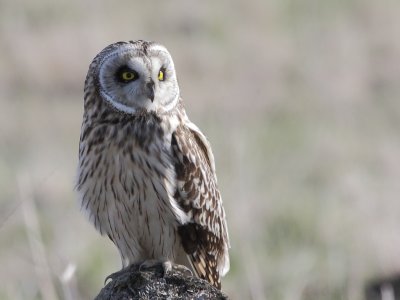 IMG_7017p.JPG