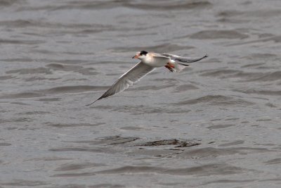 Sterna hirundo - Common Tern