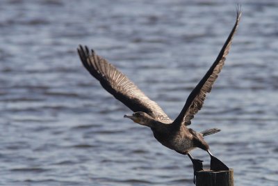 Phalacrocorax carbo - Cormorant