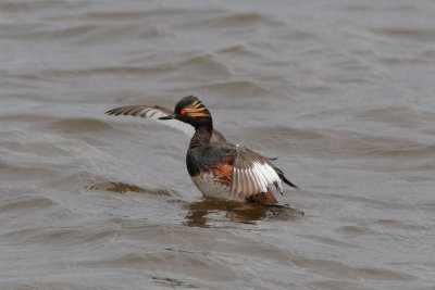 Podiceps nigricollis - Black-necked Grebe