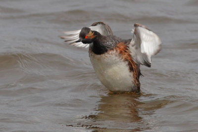 Podiceps nigricollis - Black-necked Grebe