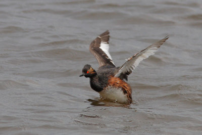 Podiceps nigricollis - Black-necked Grebe