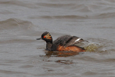 Podiceps nigricollis - Black-necked Grebe