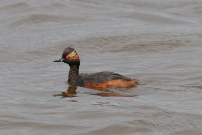 Podiceps nigricollis - Black-necked Grebe