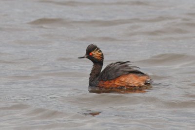 Podiceps nigricollis - Black-necked Grebe