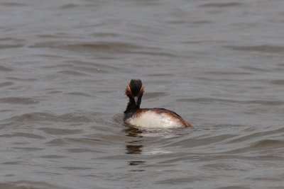Podiceps nigricollis - Black-necked Grebe