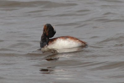 Podiceps nigricollis - Black-necked Grebe