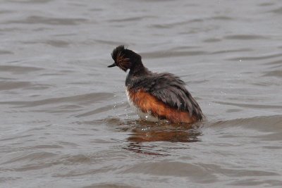 Podiceps nigricollis - Black-necked Grebe