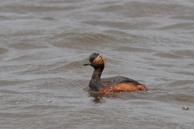 Podiceps nigricollis - Black-necked Grebe