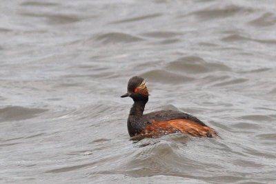 Podiceps nigricollis - Black-necked Grebe
