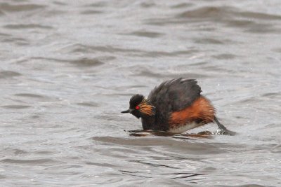 Podiceps nigricollis - Black-necked Grebe