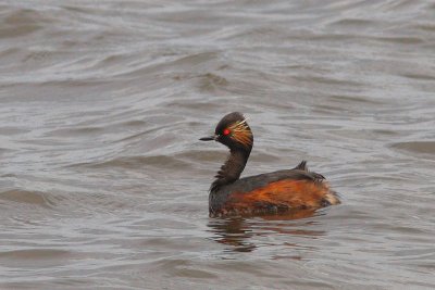 Podiceps nigricollis - Black-necked Grebe