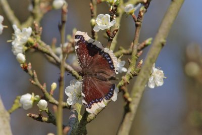 Nymphalis antiopa - Camberwell Beauty