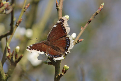 Nymphalis antiopa - Camberwell Beauty