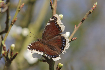 Nymphalis antiopa - Camberwell Beauty
