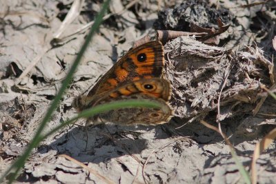 Lasiommata megera - Wall Brown