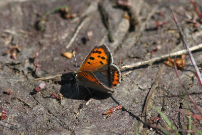 Lycaena phlaeas - Small Copper
