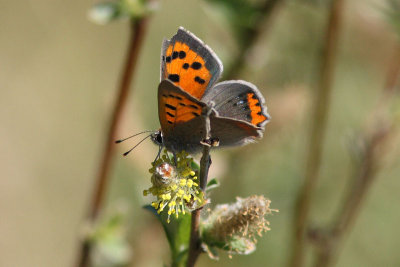 Lycaena phlaeas - Small Copper
