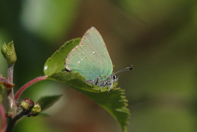 Callophrys rubi - Green Hairstreak