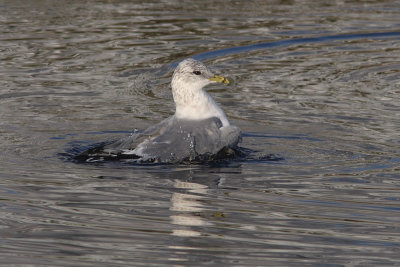 Larus canus - Common Gull