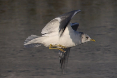 Larus canus - Common Gull