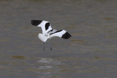 Recurvirostra avosetta - Pied Avocet