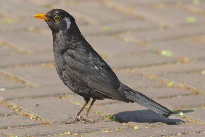 Turdus merula - Eurasian Blackbird