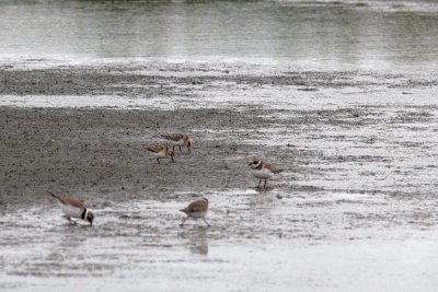 Calidris minuta / Little Stint with  Charadrius hiaticula / Ringed Plover