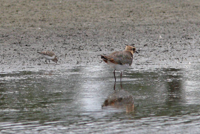 Calidris minuta / Little Stint with Vanellus vanellus / Northern Lapwing
