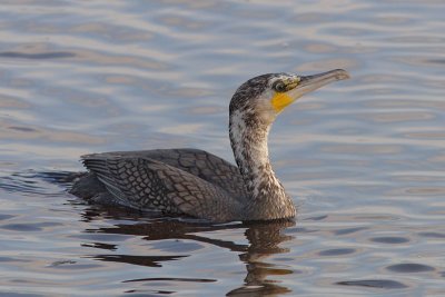 Phalacrocorax carbo - Cormorant