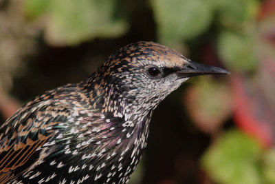 Sturnus vulgaris - European Starling