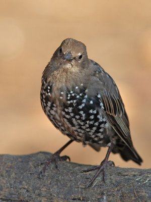 Sturnus vulgaris - European Starling