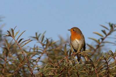 Erithacus rubecula - European Robin