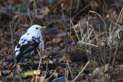 Turdus merula - Eurasian Blackbird