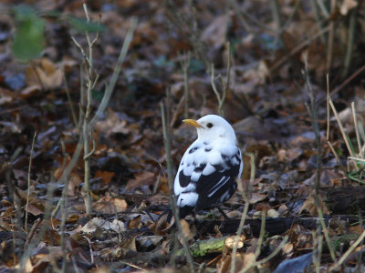 Turdus merula - Eurasian Blackbird