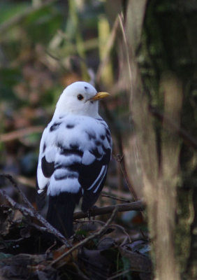 Turdus merula - Eurasian Blackbird