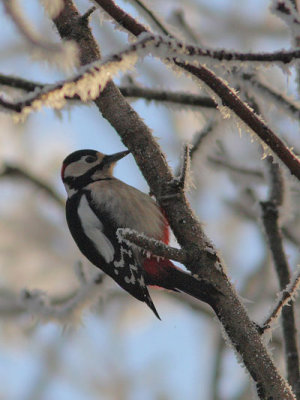 Dendrocopos major - Great Spotted Woodpecker