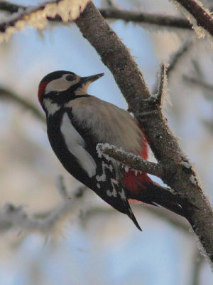 Dendrocopos major - Great Spotted Woodpecker